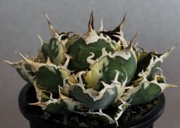 アガベ・チタノタ白鯨（覆輪）中-013｜agave titanota white whale ver.margination