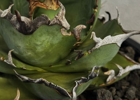アガベ・チタノタ ハデス 黒帝斯(台湾Hanes) -044｜agave titanota hades