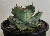 アガベ・姫蠍蟹 (小株)-019｜Agave gypsophila x isthmensis
