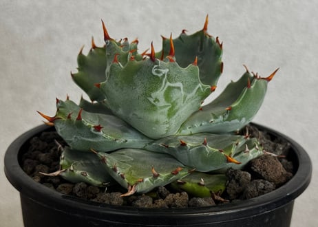 アガベ・姫蠍蟹 (小株)-019｜Agave gypsophila x isthmensis