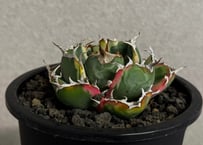 アガベ・チタノタ白鯨（覆輪）-015｜agave titanota white whale ver.margination