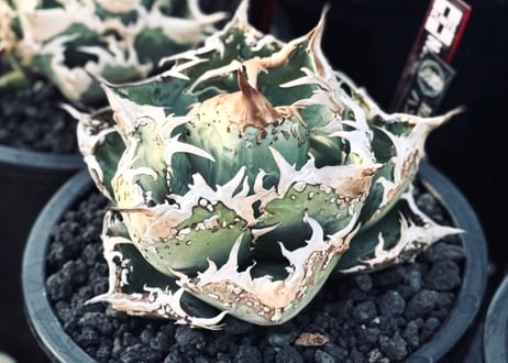 アガベ・チタノタ ハンスのぶつぶつ（小株）-006｜agave titanota Hanes no butsubutsu