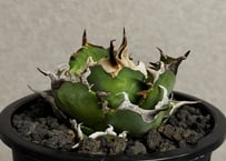 アガベ・チタノタ ハデス 黒帝斯(台湾Hanes) -042｜agave titanota hades