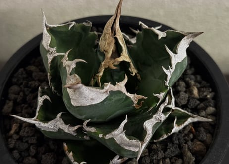 アガベ・チタノタ 白火焔(台湾Hanes)-047｜agave titanota white flame