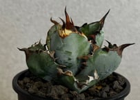 アガベ・チタノタ　ブラックアンドブルー-010｜agave titanota Black&Blue