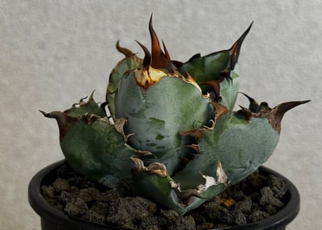 CATEGORY Titanota Black&Blue｜藍鯨 | Plus_Plants S