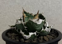 アガベ・チタノタ 白火焔(台湾Hanes)-045｜agave titanota white flame