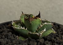 アガベ・チタノタ ハンスのぶつぶつ（小株）-006｜agave titanota Hanes no butsubutsu