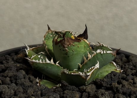 アガベ・チタノタ ハンスのぶつぶつ（小株）-006｜agave titanota Hanes no butsubutsu