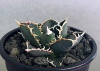 ◆厳選◆アガベ・チタノタ 狼人（小株）-049｜agave titanota were wolf