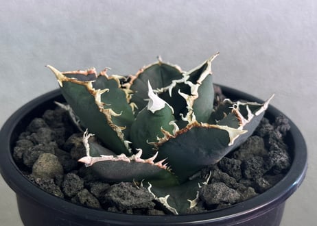 ◆厳選◆アガベ・チタノタ 狼人（小株）-049｜agave titanota were wolf