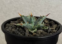 アガベ ハイブリッド・甲蟹×妖炎 (小株/実生)-015｜Agave hybrid isthmensis × utahensis var. eborispina