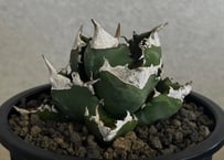アガベ・チタノタ 白火焔(台湾Hanes)-043｜agave titanota white flame