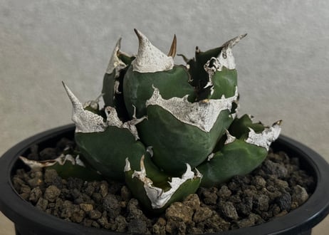 アガベ・チタノタ 白火焔(台湾Hanes)-043｜agave titanota white flame