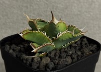 アガベ・チタノタ 万妖后（芽）-006｜agave titanota wan yao hou
