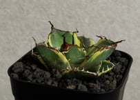 アガベ・チタノタ 黒豹覆輪（芽）-001｜agave titanota black panther ver. margination