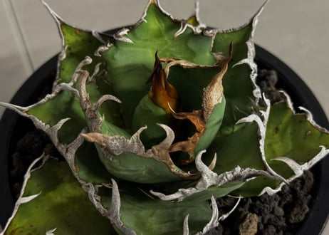 アガベ・チタノタ シーザー/凱撒（台湾Hanes）-078｜agave titanota caesar