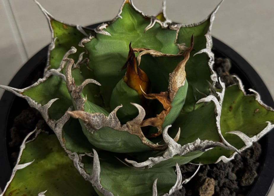 6aafeddc58ef34537bf4b244