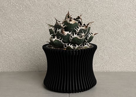 Plus_Plants STORE