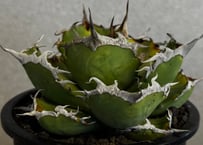 アガベ・チタノタ 黒犀牛（中株）-042｜agave titanota black rhino