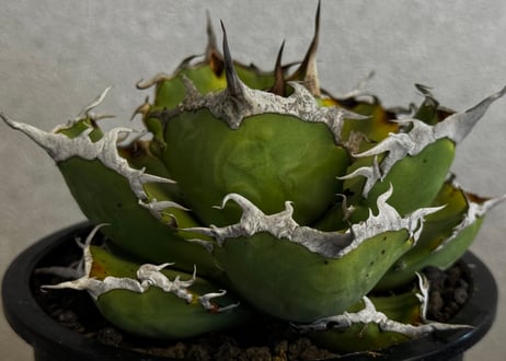 CATEGORY agave oteroi/titanota｜アガベ オテロイ/チタノタ |