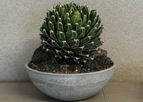 アガベ・笹の雪 盆栽仕立て-001｜agave victoriae-reginae