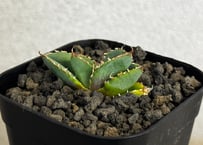 アガベ・チタノタ 繁星（芽）-073｜agave titanota star‐studded