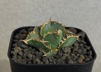 アガベ・チタノタ LQH_火（芽）-006｜agave titanota mars