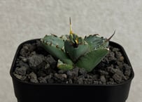 アガベ・チタノタ LQH_木（芽）009｜agave titanota jupiter