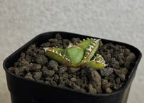 アガベ・チタノタ　麻花（芽）-035｜agave Twist Dragon/Ma Hua