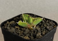 アガベ・チタノタ 星空/台湾agave cho産（芽）-008｜agave titanota starry sky