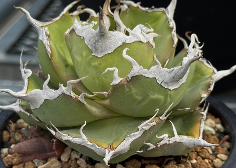 アガベ・チタノタ 白巫-006｜agave Titanota Wizard | Plus_Pl
