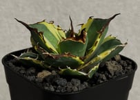 アガベ・チタノタ 黒豹覆輪（芽）-002｜agave titanota black panther ver. margination