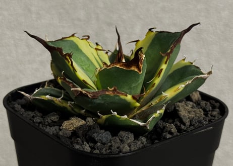 Plus_Plants STORE