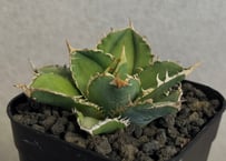 アガベ・パリー（オリザバ）｜（芽）-001｜ agave parryi var. trunca