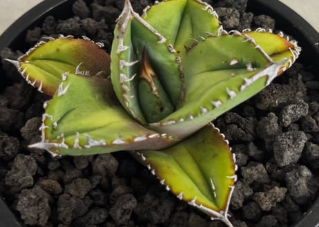 アガベ・チタノタ 鰐亀（芽）-042｜agave titanota alligator snapper