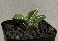 アガベ・チタノタ　CJ-Special（芽）-016｜agave titanota CJ-Special