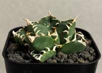 アガベ・チタノタ 魔丸（芽）-047｜agave titanota imps