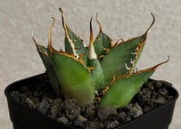 アガベ・チタノタ 吸血鬼（芽）002｜agave titanota vampire