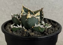 ◆厳選◆アガベ・チタノタ 狼人（小株）-050｜agave titanota were wolf