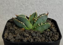 アガベ・チタノタ 繁星（芽）-074｜agave titanota star‐studded