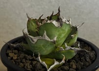 アガベ・チタノタ ハデス 黒帝斯(台湾Hanes) -045｜agave titanota hades