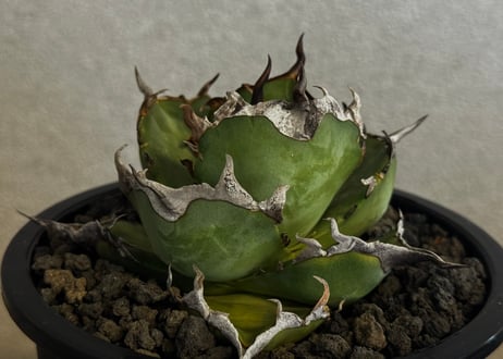 CATEGORY Titanota Hades｜黒帝斯/恐竜牙歯 | Plus_Plants