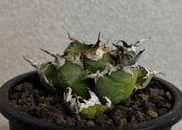 アガベ・チタノタ シーザー/凱撒（台湾Hanes）-080｜agave titanota caesar