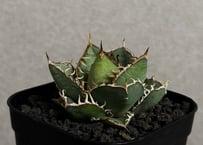 アガベ・チタノタ LQH_領主（芽）-003｜agave titanota lord