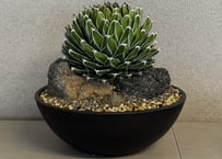 アガベ・笹の雪 盆栽仕立て-002｜agave victoriae-reginae