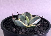 アガベ・パリー（オリザバ）｜（芽）-001｜ agave parryi var. truncata Orizaba