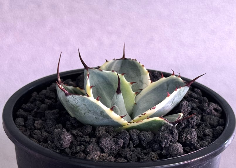 アガベ パリートランカータ オリザバ アガベ・パリー（オリザバ）｜（芽）-001｜ agave parryi var. trunca