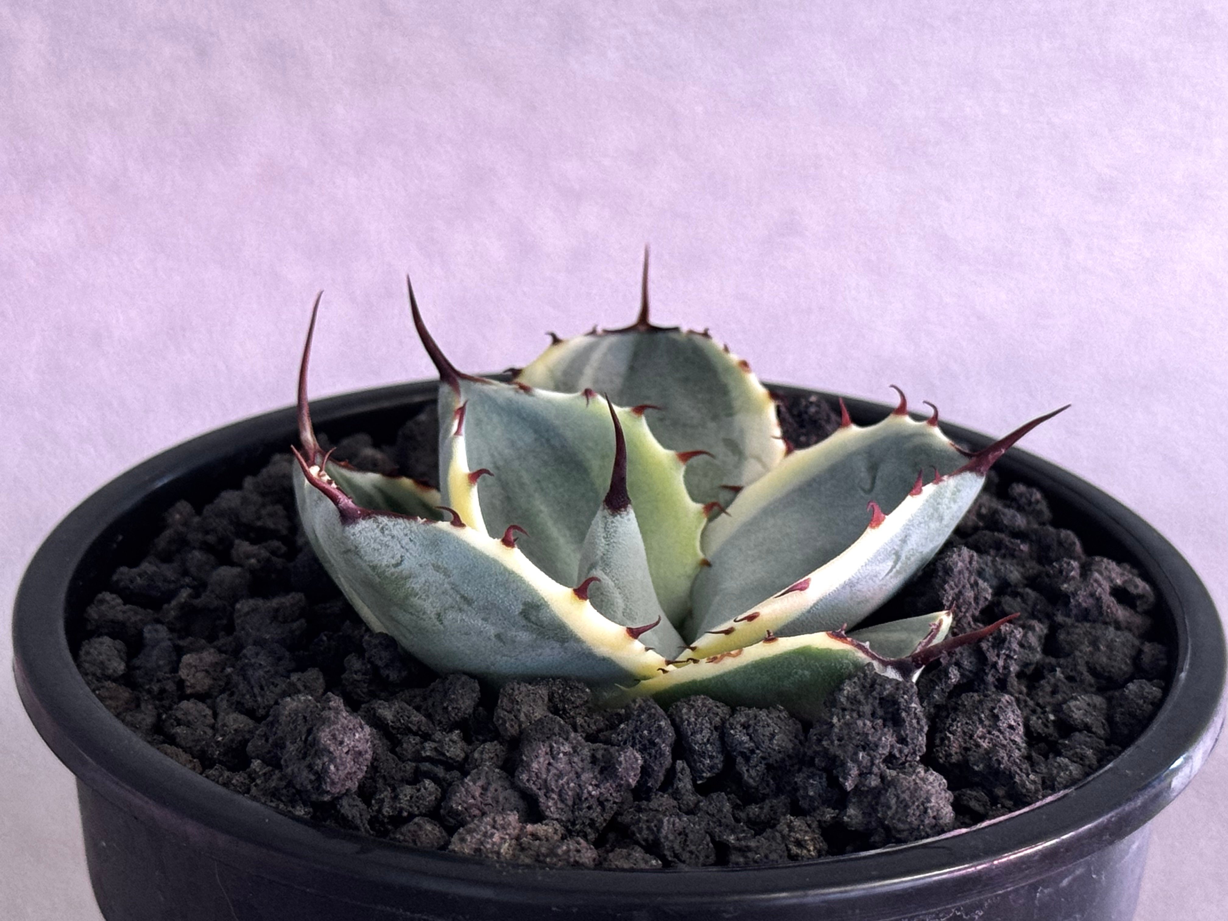 専用　アガベ オリザバ アガベ・パリー（オリザバ）｜（芽）-001｜ agave parryi var. trunca