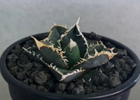 ◆厳選◆アガベ・チタノタ 狼人（小株）-045｜agave titanota were wolf